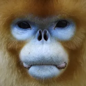Golden Snub-Nosed Monkey Print, Full Face Portrait Golden Snub-Nosed Monkey Print, Full Face Portrait