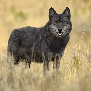 Portrait of Grey Wolf (Canis lupus). Yellowstone National Park, Wyoming, USA, October