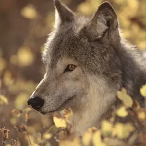 Portrait of grey wolf, USA Portrait of grey wolf, USA