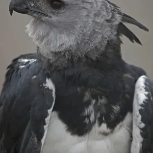 Print of a Harpy Eagle in Captivity Print of a Harpy Eagle in Captivity
