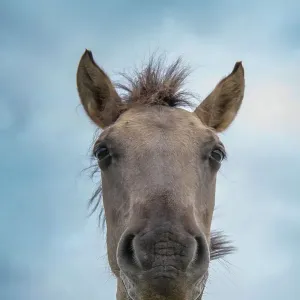 Portrait of Konik wild horse (Equus ferus caballus), Meinerswijk nature reserve, near Arnhem, the Netherlands. June Portrait of Konik wild horse (Equus ferus caballus), Meinerswijk nature reserve, near Arnhem, the Netherlands. June