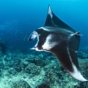 Large Female Reef Manta Ray Print Large Female Reef Manta Ray Print