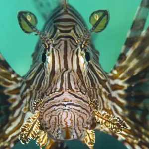 Retrato de un pez león (Pterois volitans), estudio de concentración mientras caza. Retrato de un pez león (Pterois volitans), estudio de concentración mientras caza.