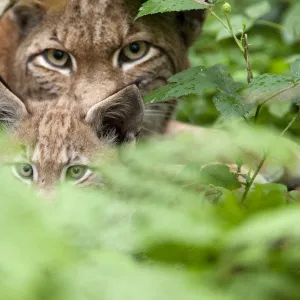 Portrait of a Lynx (Lynx lynx) mother and kitten. Hanau, Germany, July. Captive