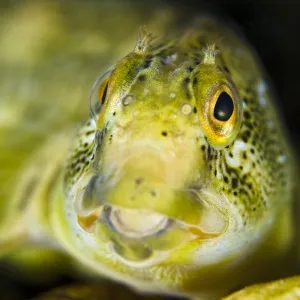 Portrait of a male River blenny (Salaria fluviatilis) River Flumendosa, Gennargentu National Park