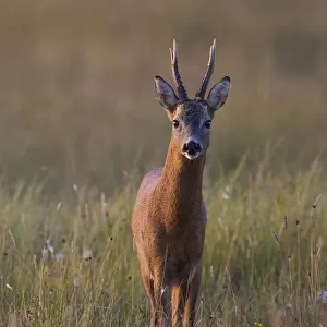 Portrait of a male Roe deer (Capreolus capreolus) in a meadow, Cairngorms NP, Scotland