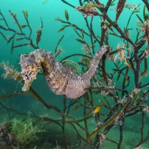 Short Snouted Seahorse Print in Sea Oak Seaweed Short Snouted Seahorse Print in Sea Oak Seaweed
