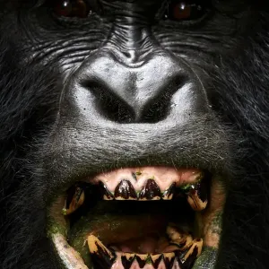 Retrato de macho silverback de gorila de montaña (Gorilla beringei beringei) mostrando sus dientes, miembro del grupo Nyakagezi. Parque nacional Mgahinga, Uganda.