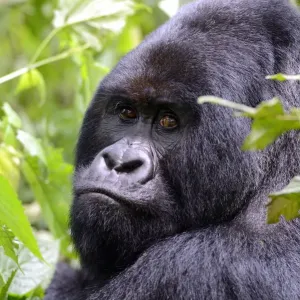 Mountain Gorilla Print Mountain Gorilla Print
