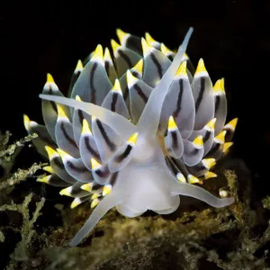 A portrait of a nudibranch (Eubranchus tricolor) on the seabed of a Scottish loch