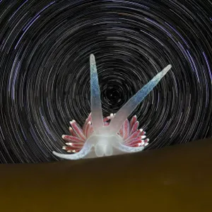 Portrait of a Nudibranch (Flabellina pellucida) on a kelp frond with star trails Portrait of a Nudibranch (Flabellina pellucida) on a kelp frond with star trails