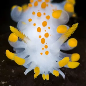 A portrait of a nudibranch ( Limacia clavigera) searching for food on algae. Gulen, Norway