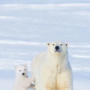 Portrait of Polar bear (Ursus maritimus) sow standing with her cub on the snow in late winter