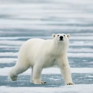 Portrait of polar bear (Ursus maritimus) travelling across melting sea ice in search of seals Portrait of polar bear (Ursus maritimus) travelling across melting sea ice in search of seals