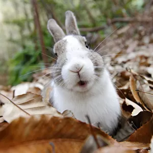 Portrait of rabbit in leaf litter, Okunoshima Rabbit Island, Takehara, Hiroshima