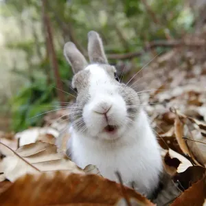 Bunny Island