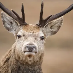 Portrait of Red deer (Cervus elaphus) stag, Lochaber, West Highlands, Scotland, February Portrait of Red deer (Cervus elaphus) stag, Lochaber, West Highlands, Scotland, February