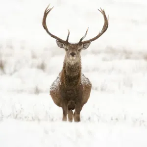 Portrait of Red deer stag (Cervus elaphus) on open moorland in snow, Cairngorms NP Portrait of Red deer stag (Cervus elaphus) on open moorland in snow, Cairngorms NP