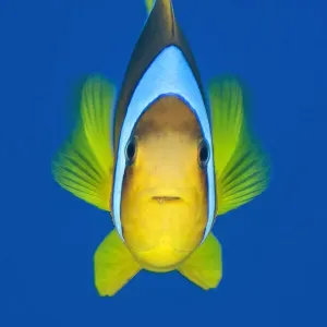 Portrait of Red Sea anemonefish (Amphiprion bicinctus) against open water Portrait of Red Sea anemonefish (Amphiprion bicinctus) against open water
