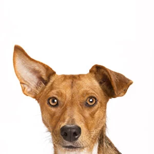 Portrait of a rescue dog on white background, one ear perked up
