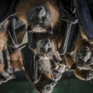 Grey-headed flying-foxes in soft-release enclosure Print Grey-headed flying-foxes in soft-release enclosure Print