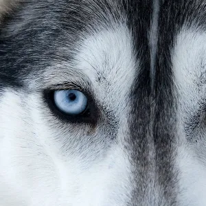 Portrait of Siberian Husky dog face used as sled dogs inside Riisitunturi National Park