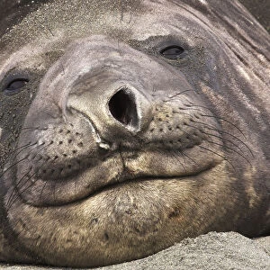 Portrait of Southern Elephant Seal (Mirounga leonina), the largest species of pinniped
