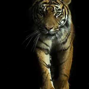 Portrait of Sumatran tiger (Panthera tigris sumatrae) walking towards camera with