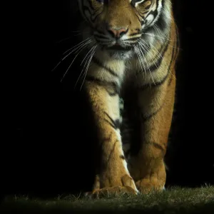 Portrait of Sumatran tiger (Panthera tigris sumatrae) walking towards camera with