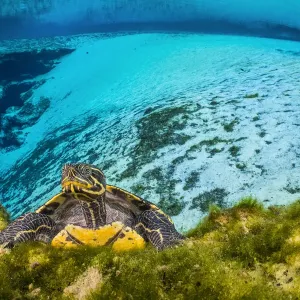 Print of a Suwanee cooter in a freshwater spring Print of a Suwanee cooter in a freshwater spring
