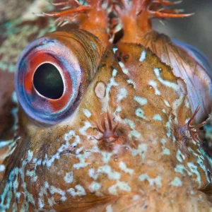 Portrait of Tompot blenny (Parablennius gattorugine) male in bright breeding colours