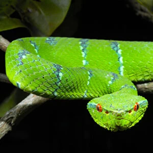 Portrait of Waglers / Temple Pitviper (Tropidolaemus wagleri) showing the thermo-receptive