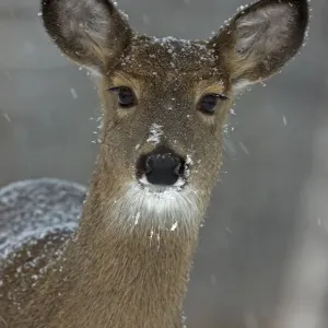 Retrato de una hembra de venado cola blanca (Odocoileus virginianus) en la nieve, Nueva York, EE. UU. Retrato de una hembra de venado cola blanca (Odocoileus virginianus) en la nieve, Nueva York, EE. UU.