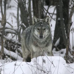 Portrait of a wild Carpathian Grey Wolf (Canis lupus lupus) in snow-bound woodland habitat