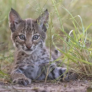 Portrait of a wild female Bobcat (Lynx rufus) kitten playing, Texas, USA. September