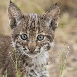 Portrait of a wild female Bobcat (Lynx rufus) kitten, Texas, USA. September