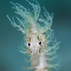 Portrait of a Yellow seahorse (Hippocampus guttulatus), Capo Galera, Alghero, Sardinia