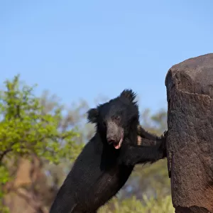 Portrait of a young adult male Sloth Bear (Melursus ursinus) standing on hind legs by a rock
