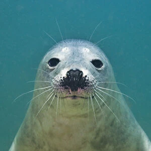 Portrait of a young Grey seal (Halichoerus grypus) Farne Islands, Northumberland