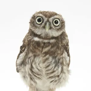 Portrait of a young Little Owl (Athene noctua)