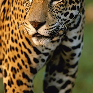 Portrait of young male jaguar {Panthera onca} captive Pantanal, Brazil