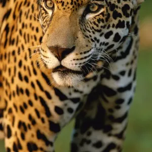 Captive Young Jaguar Print Captive Young Jaguar Print