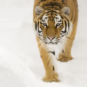 Portriat of Siberian tiger (Panthera tigris altaica) walking in snow, captive