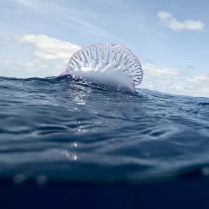 Portuguese man-of-war (Physalia physalis) on the water surface, Pico, Azores, Portugal