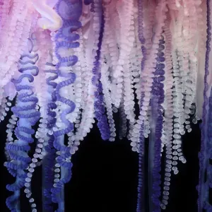 Portuguese Man-of-War Print: Close-up of Tentacles, Sargasso Sea Portuguese Man-of-War Print: Close-up of Tentacles, Sargasso Sea