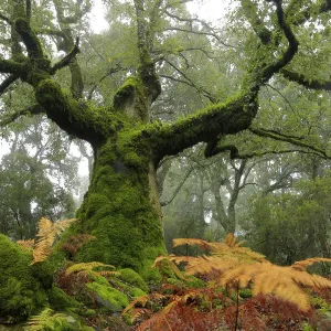 Árbol de encina portugués (Quercus faginea) cubierto de musgo, Parque Natural Los Alcornocales. Árbol de encina portugués (Quercus faginea) cubierto de musgo, Parque Natural Los Alcornocales.