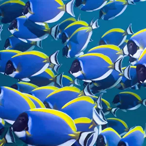 Powder blue surgeonfish (Acanthurus leucosternon), large school swimming, Andaman Sea