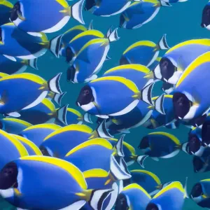 Powder blue surgeonfish (Acanthurus leucosternon), large school swimming, Andaman Sea Powder blue surgeonfish (Acanthurus leucosternon), large school swimming, Andaman Sea
