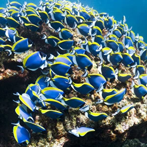 Powder blue surgeonfish (Acanthurus leucosternon), large school feeding on algae on coral boulders