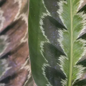 Print of Calathea plowmanii leaf, close-up